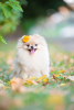 Photo №1. pomeranian - for sale in the city of Minsk | 1585$ | Announcement № 121651