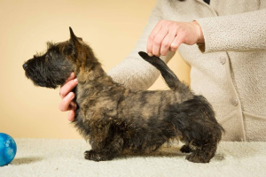 Additional photos: Two wonderful scottish terrier boys