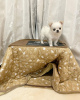 Photo №1. chihuahua - for sale in the city of Villach | negotiated | Announcement № 96454