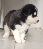 Photo №2 to announcement № 18642 for the sale of siberian husky - buy in Netherlands private announcement, breeder