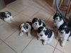 Additional photos: Puppy Polish Lowland Sheepdog Puppy - Polish Lowland Sheepdog FCI