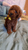 Photo №4. I will sell poodle (dwarf) in the city of Москва. breeder - price - 1302$