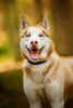 Photo №1. siberian husky - for sale in the city of Москва | Is free | Announcement № 120233