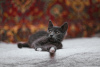 Additional photos: Smoky kitten Funtik is looking for a home!