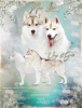 Photo №1. siberian husky - for sale in the city of Balakovo | negotiated | Announcement № 8995