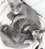 Photo №1. russian blue - for sale in the city of Калифорния Сити | negotiated | Announcement № 116746