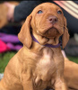 Photo №2 to announcement № 105204 for the sale of vizsla - buy in Germany breeder
