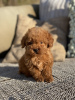 Photo №2 to announcement № 54804 for the sale of poodle (toy) - buy in Finland private announcement, breeder