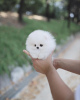 Photo №2 to announcement № 86367 for the sale of pomeranian - buy in United States private announcement
