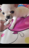 Photo №4. I will sell chihuahua in the city of Belgrade. breeder - price - negotiated