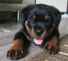 Photo №1. rottweiler - for sale in the city of Prague | negotiated | Announcement № 56650
