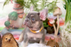 Photo №4. I will sell french bulldog in the city of Warsaw. private announcement - price - negotiated