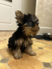 Additional photos: Beautiful miniature Yorkshire terrier puppies