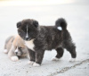 Additional photos: Akita Inu puppies