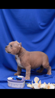 Photo №1. american bully - for sale in the city of Dir | 1611$ | Announcement № 1821