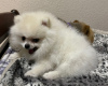 Photo №3. Pomeranian Mini Puppy. Serbia