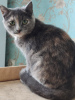 Photo №3. Little cute tricolor cat Shunya is looking for a home!. Russian Federation