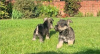 Photo №2 to announcement № 57005 for the sale of schnauzer - buy in New Zealand private announcement
