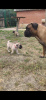 Additional photos: Bullmastiff puppies