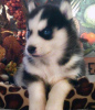 Photo №2 to announcement № 54810 for the sale of siberian husky - buy in Bulgaria 