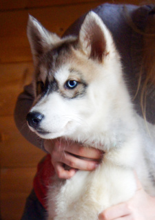 Photo №1. siberian husky - for sale in the city of Москва | 488$ | Announcement № 4732