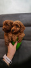 Photo №2 to announcement № 36930 for the sale of poodle (toy) - buy in Czech Republic private announcement