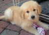 Photo №3. Amazing Top quality Golden Retriever Puppies ready for their new Homes this. United Kingdom