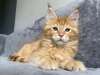 Photo №3. mainecoon kittens for free adoption. Germany