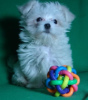 Additional photos: Puppy of the Maltese. Show class.