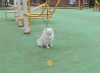 Photo №2 to announcement № 8128 for the sale of pomeranian - buy in Ukraine from nursery