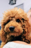 Additional photos: Red toy poodle puppies