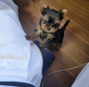 Photo №3. Yorkshire Terrier,. Germany