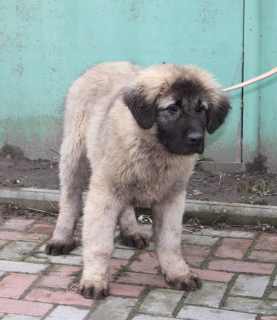Photo №1. caucasian shepherd dog - for sale in the city of White church | 274$ | Announcement № 4565
