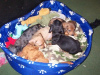 Photo №1. dachshund - for sale in the city of Omerz und Roter Berg | 317$ | Announcement № 119052