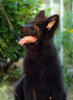 Photo №3. Beautiful dsh German Shepherd puppies.. United States