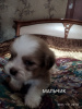 Photo №4. I will sell shih tzu in the city of Lugansk. private announcement - price - 95$