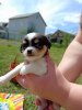 Photo №2 to announcement № 10581 for the sale of chihuahua - buy in Ukraine private announcement