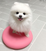 Photo №1. pomeranian - for sale in the city of Kuwait City | Is free | Announcement № 11334