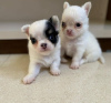 Photo №3. Teacup Chihuahua puppies. Czech Republic