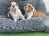 Photo №1. english bulldog - for sale in the city of St. Petersburg | 450$ | Announcement № 11316