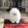 Photo №4. I will sell pomeranian in the city of Berlin. private announcement - price - 380$