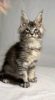 Photo №1. maine coon - for sale in the city of Quantico | 400$ | Announcement № 118131