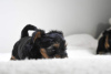 Additional photos: Lovely Yorkshire Terrier Puppies for loving homes