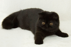 Photo №2 to announcement № 5861 for the sale of exotic shorthair - buy in Ukraine from nursery