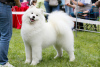 Photo №1. samoyed dog - for sale in the city of Samara | negotiated | Announcement № 7937