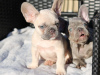 Photo №1. french bulldog - for sale in the city of Degerfors | 651$ | Announcement № 13387