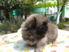 Additional photos: Pekingese puppies