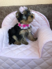 Additional photos: Yorkshire terrier puppies