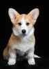 Photo №4. I will sell welsh corgi in the city of Ровно. breeder - price - 1585$