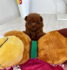Additional photos: Teacup poodle puppies for adoption